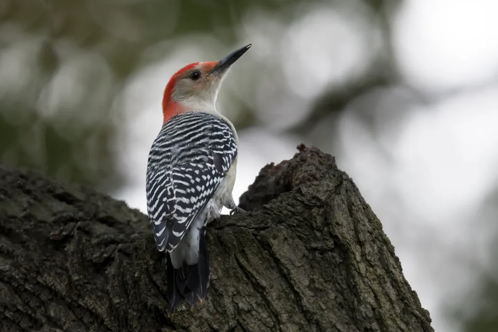 The Resilient Gila Woodpecker - The Most Iconic Birds of Arizona