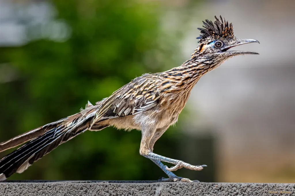 The Speedy Greater Roadrunner - The Most Iconic Birds of Arizona