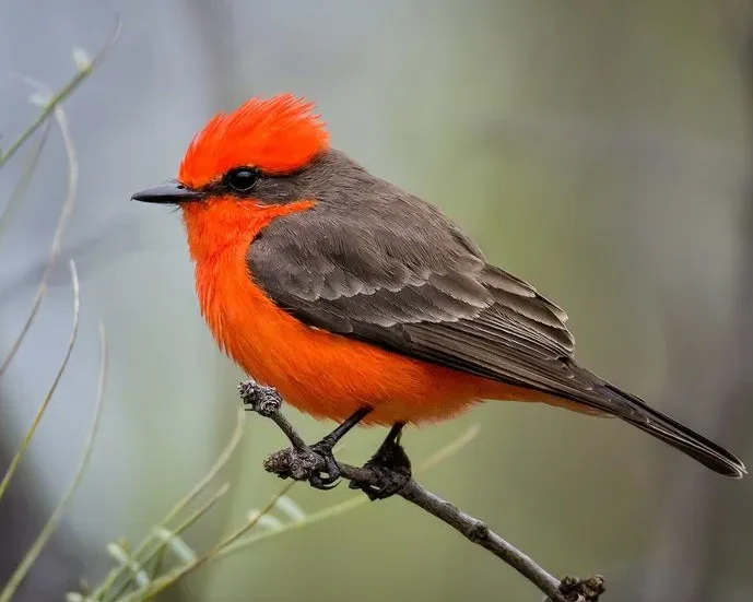 The Vibrant Vermilion Flycatcher - The Most Iconic Birds of Arizona