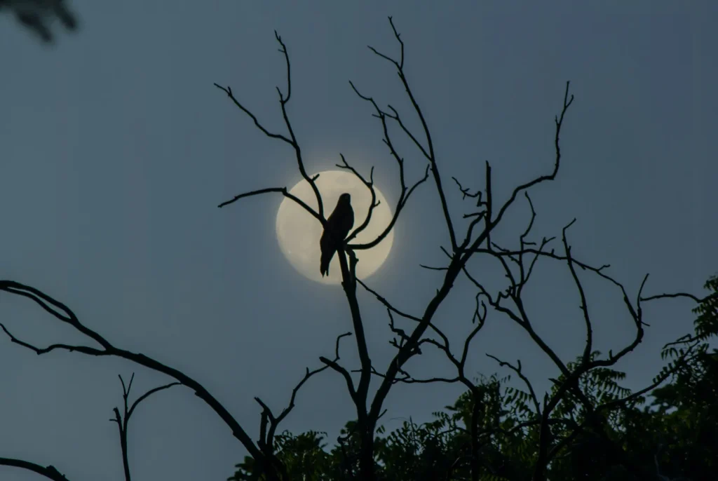 The Why Behind Night Flights - Do Birds Fly at Night