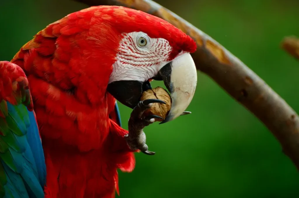 The Wild Diet of Macaws: Nature’s Bounty - What Do Macaws Eat?