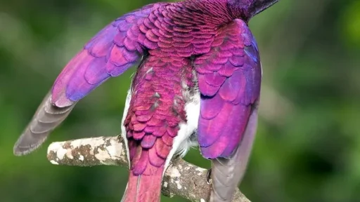 Top 10 Beautiful Purple Birds You Should Know