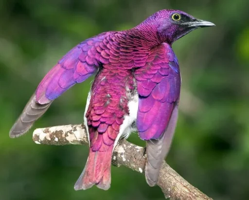 Top 10 Beautiful Purple Birds You Should Know