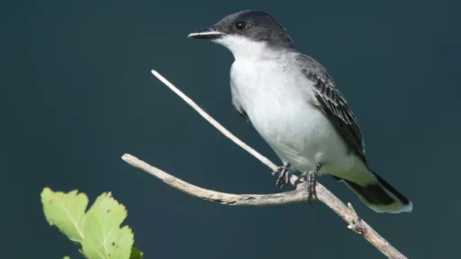 Top 10 Black and White Birds You Can Spot in Your Backyard