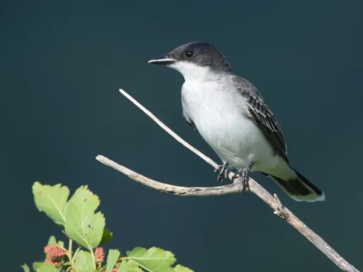 Top 10 Black and White Birds You Can Spot in Your Backyard