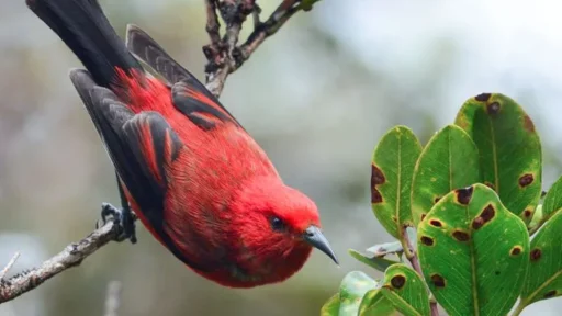 Top 10 Endemic Birds of Oahu: A Spotter's Checklist