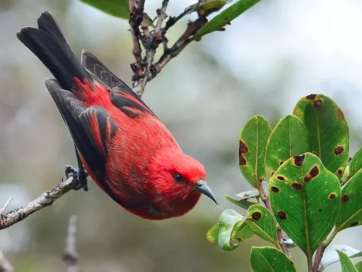 Top 10 Endemic Birds of Oahu: A Spotter's Checklist