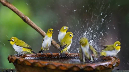 Top 10 Large Bird Baths for Your Backyard Oasis