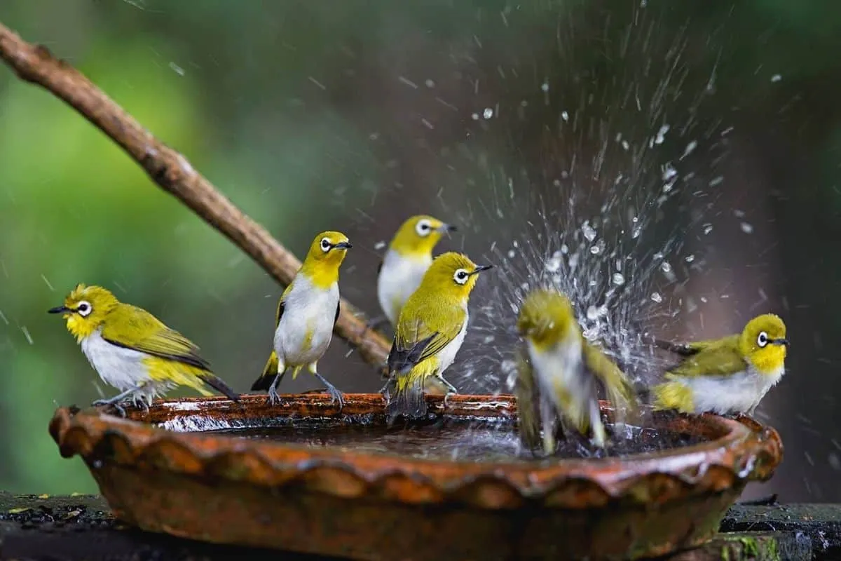 Top 10 Large Bird Baths for Your Backyard Oasis