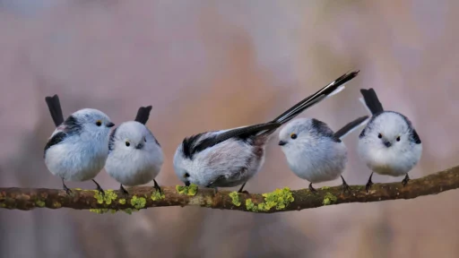 Top 9 Round Birds That Stole Our Hearts