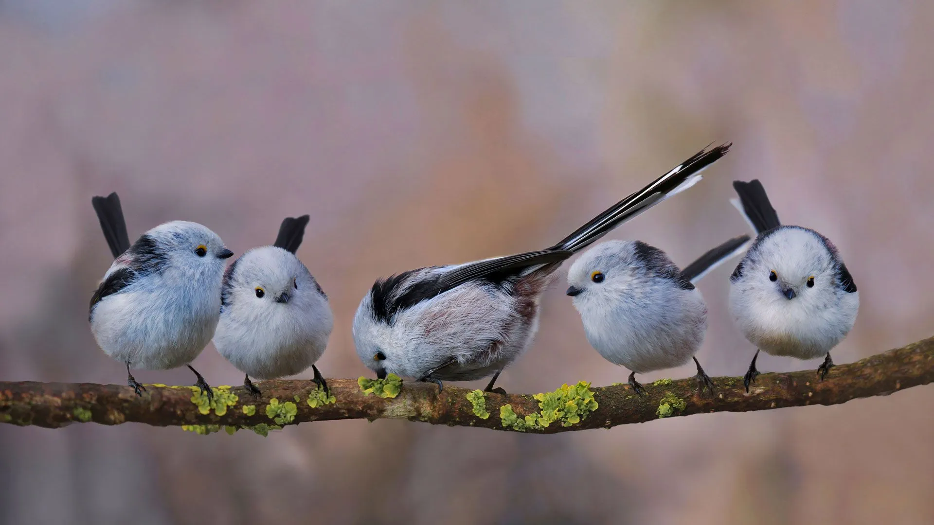 Top 9 Round Birds That Stole Our Hearts