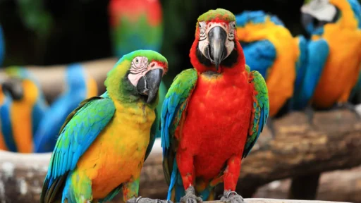 Top Tropical Birds Perfect for Pet Owners