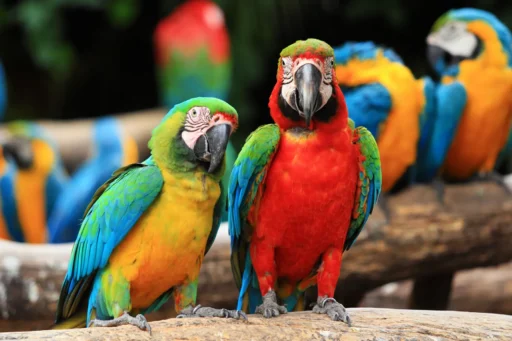 Top Tropical Birds Perfect for Pet Owners