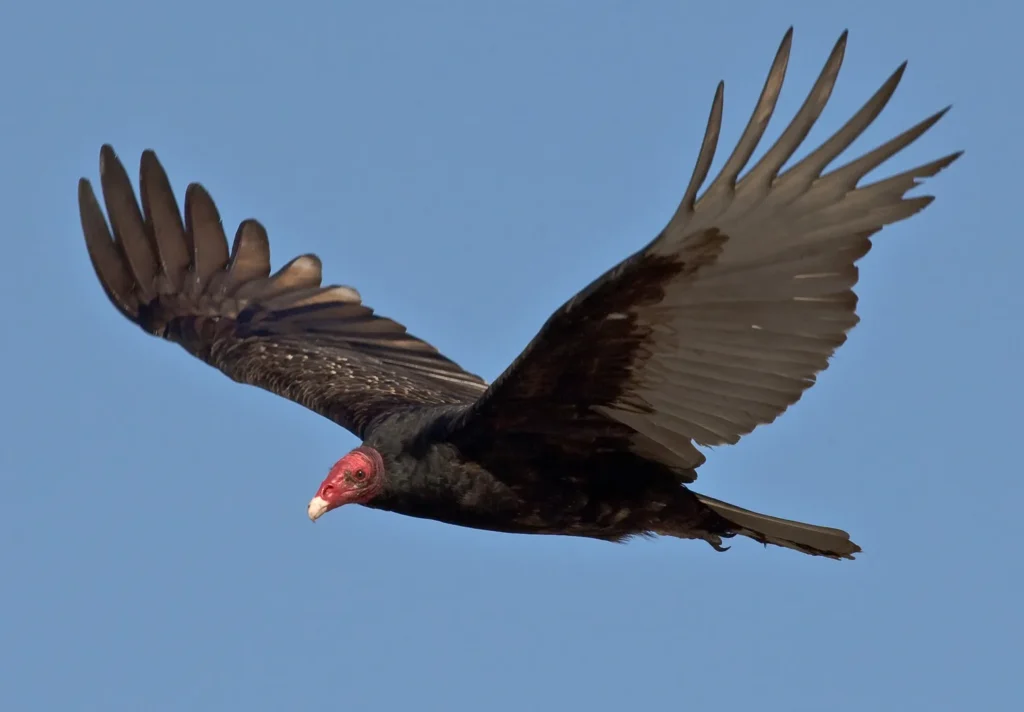 Turkey Vulture - Texas Birds of Prey