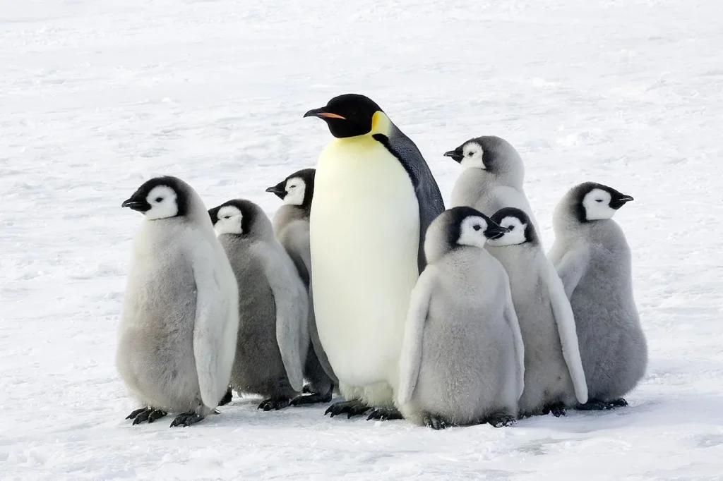 Are There Penguins in Alaska? Understanding Penguins’ Natural Habitat