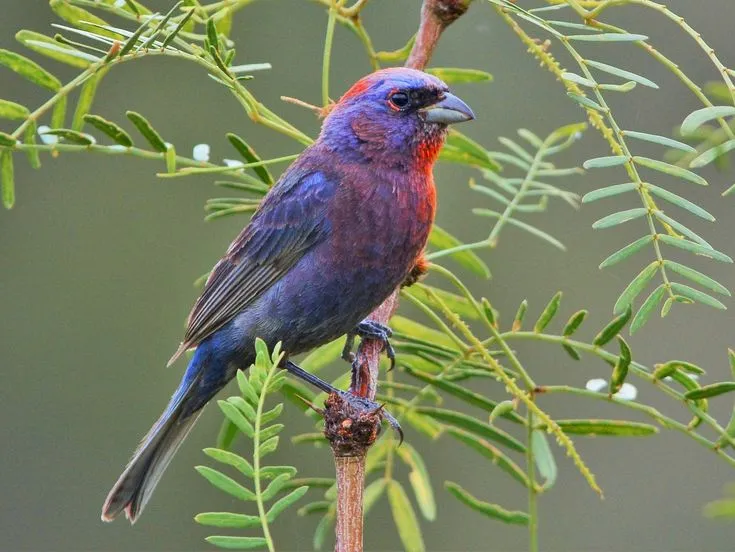 Varied Bunting - Beautiful Purple Birds