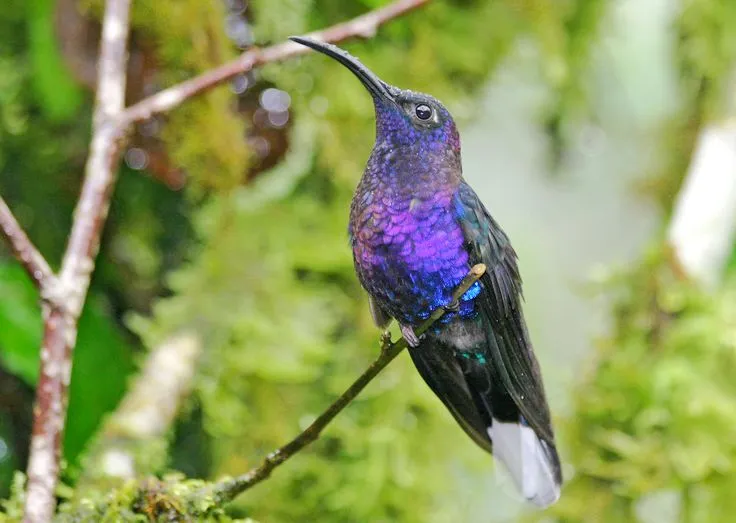 Violet Sabrewing - Beautiful Purple Birds