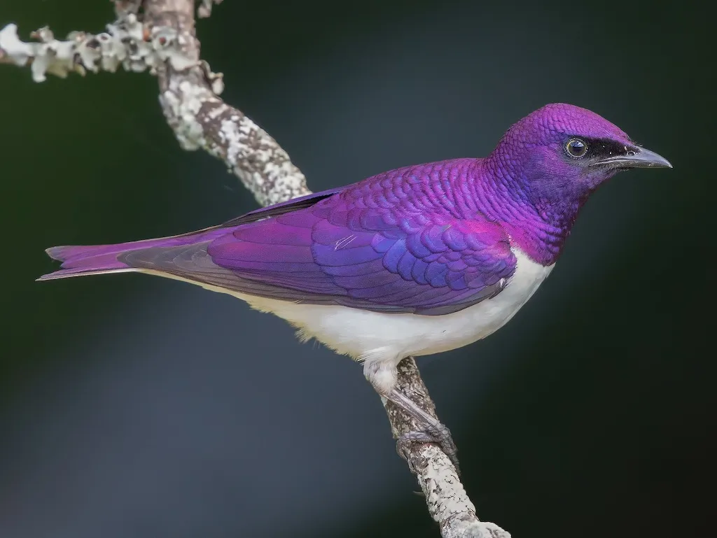 Violet-backed Starling - Beautiful Purple Birds