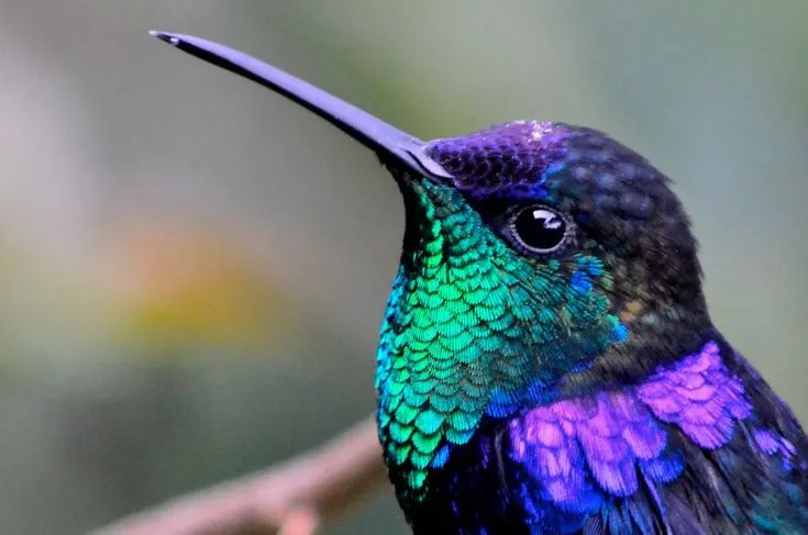 Violet-crowned Woodnymph - Beautiful Purple Birds