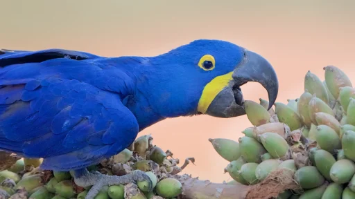 What Do Macaws Eat? A Complete Guide to Macaws Diet