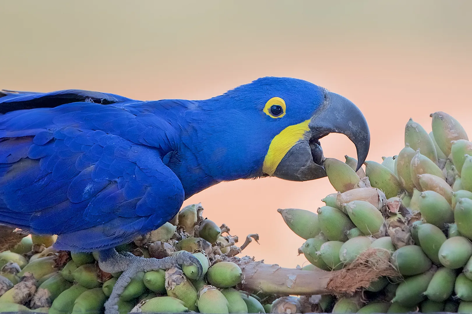 What Do Macaws Eat? A Complete Guide to Macaws Diet