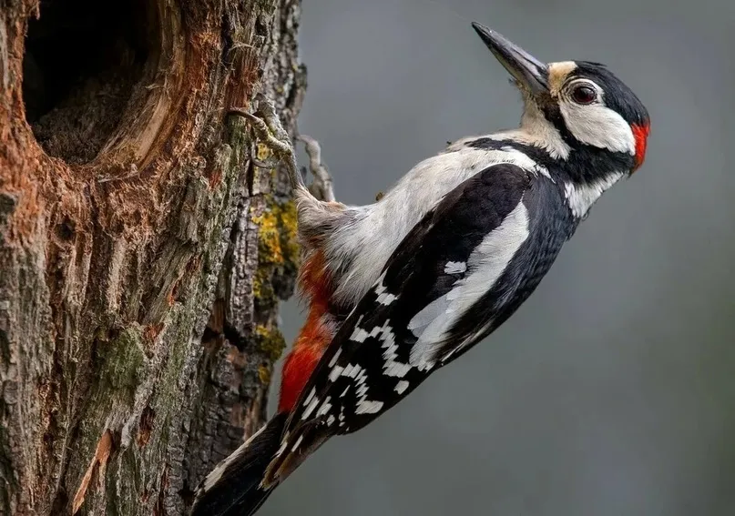 What Exactly Are Woodpeckers?