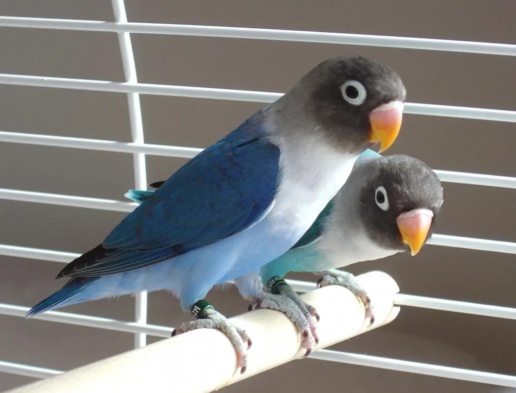 What Is a Blue Lovebird?