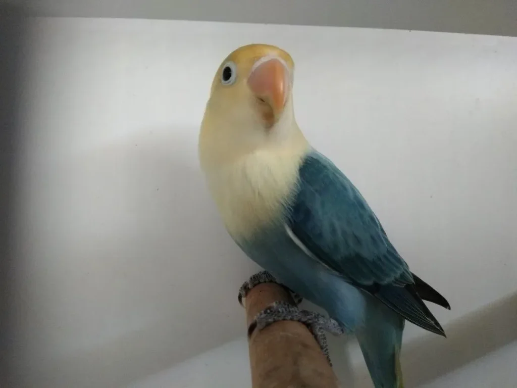 What Sets Blue Lovebirds Apart