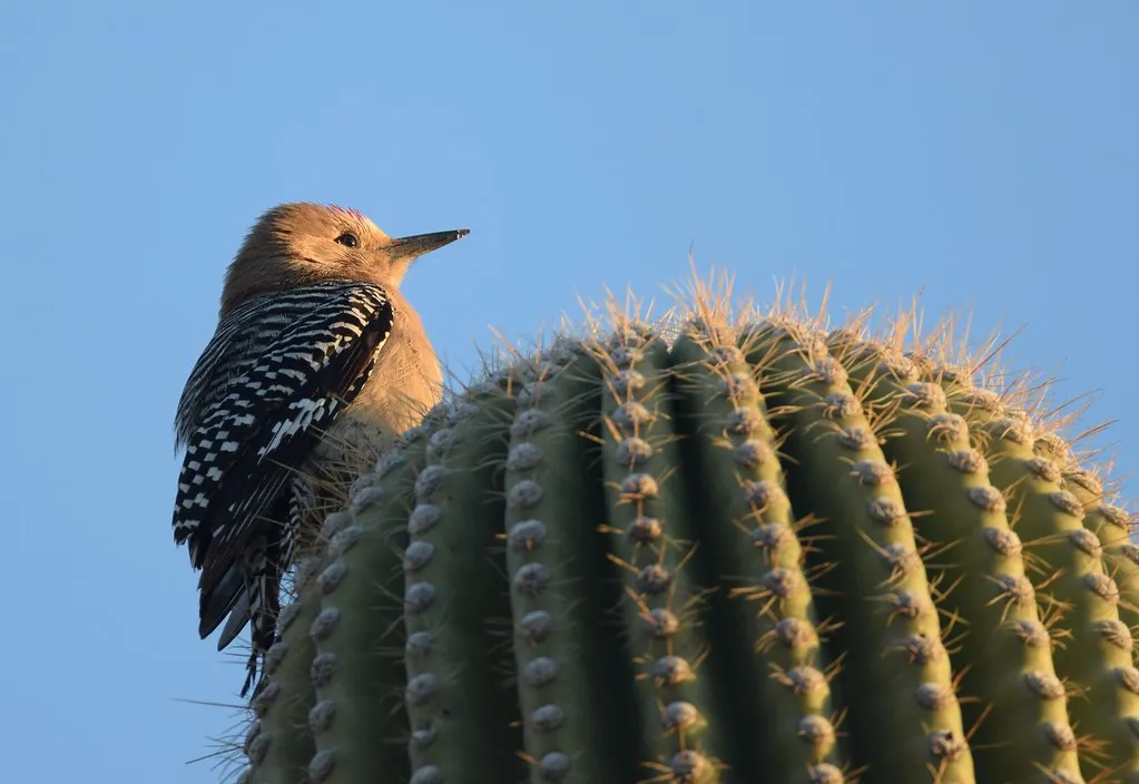 What Sets Desert Birds Apart