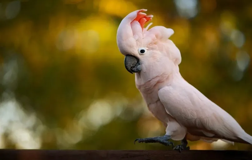 What is the Cost of a Cockatoo?