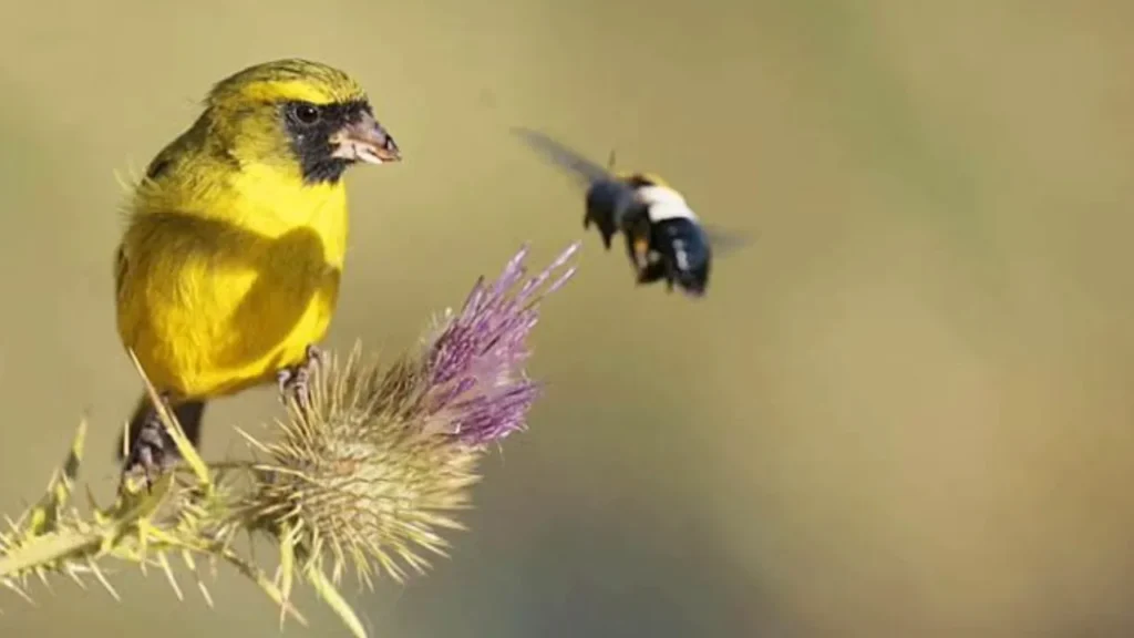 Which Birds Eat Bees?