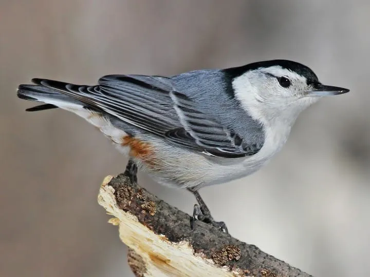 White-Breasted Nuthatch - Top 10 Black and White Birds You Can Spot in Your Backyard