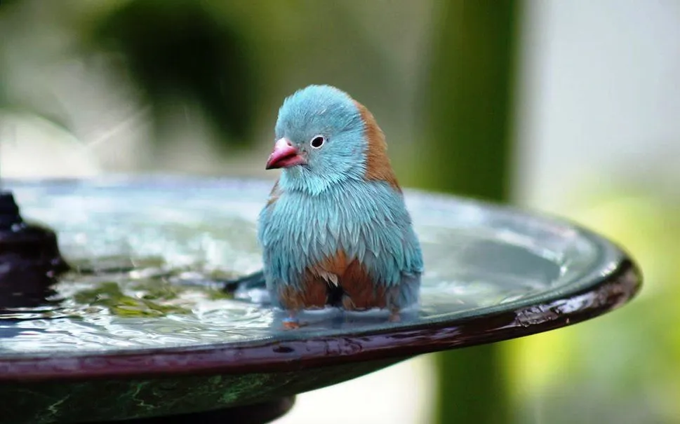 Why Bird Baths Are Essential to Your Backyard Retreat