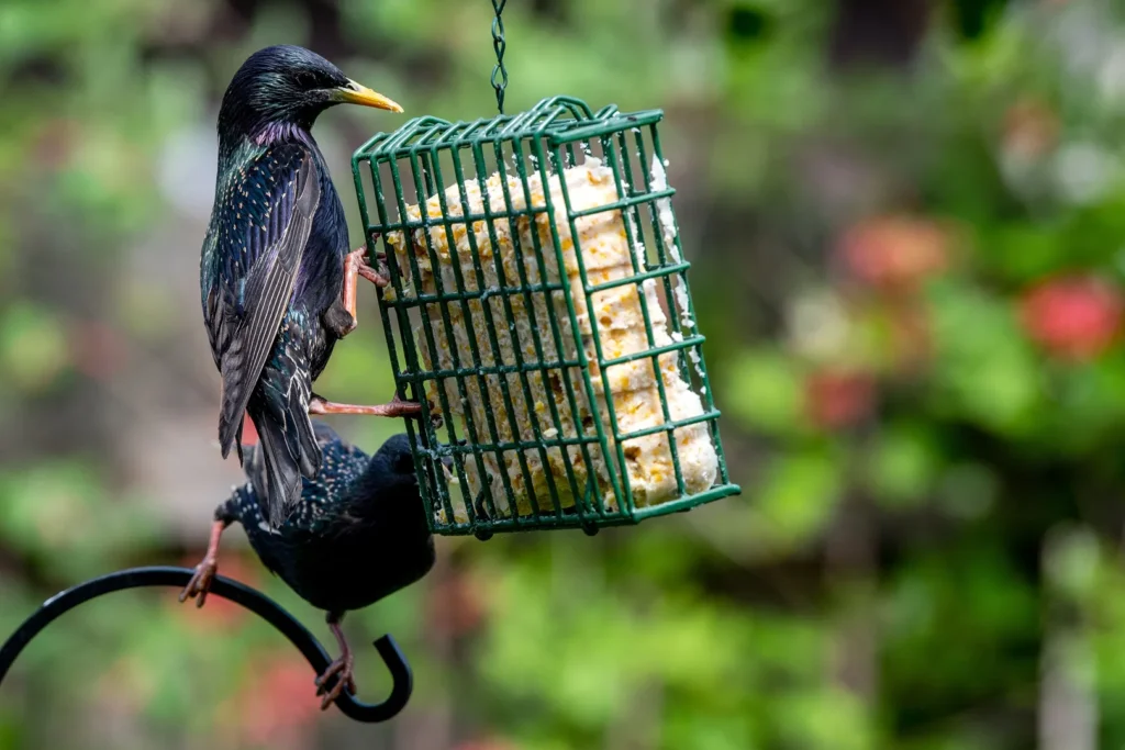 Why Bother Making Your Suet