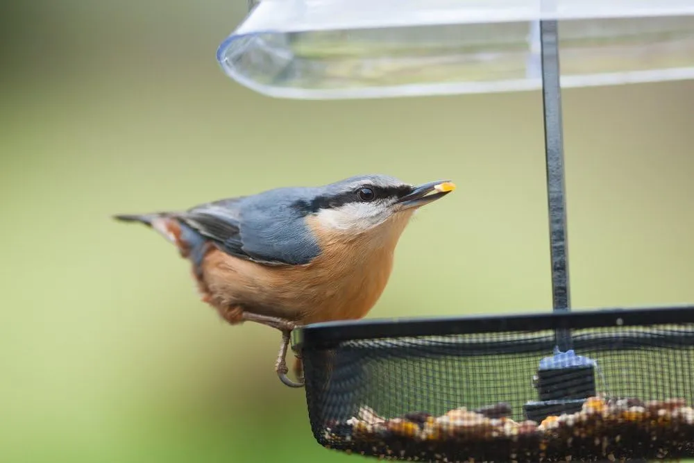 Why Should You Consider Using Cracked Corn in Your Feeder?