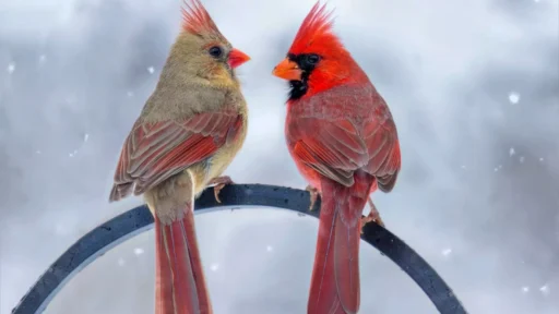 Why the Adorable Northern Cardinal is the Proud Kentucky State Bird