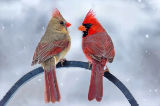 Why the Adorable Northern Cardinal is the Proud Kentucky State Bird