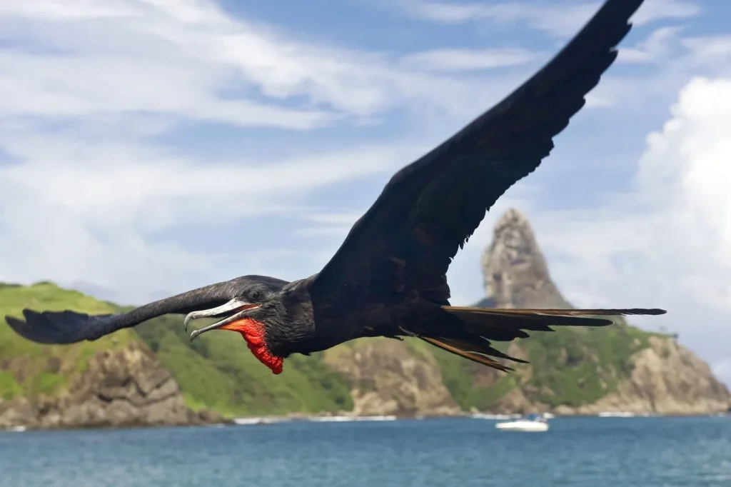 Why the Iwa Bird is Truly Hawaii’s “Master of Ocean Flight”