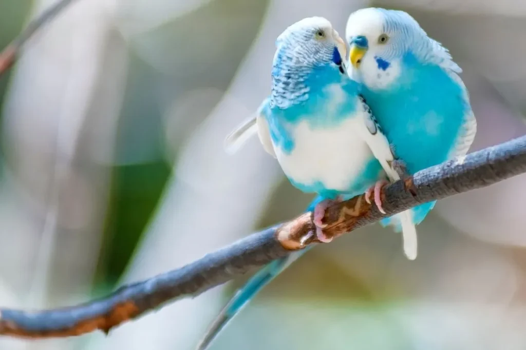 blue lovebird Breeding Behavior and Reproduction