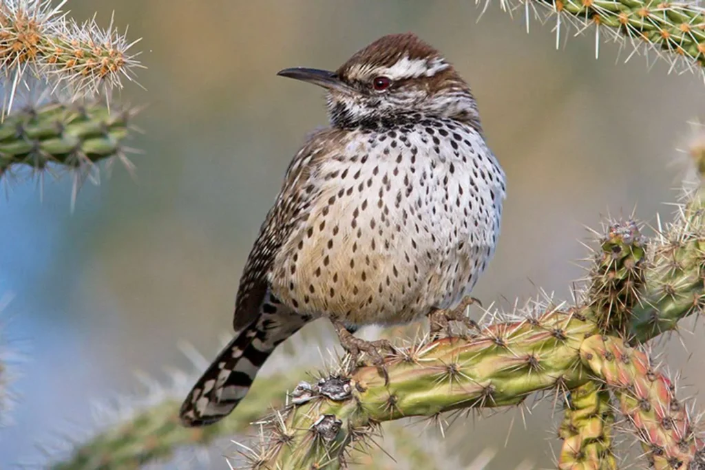 desert birds: cactus wren