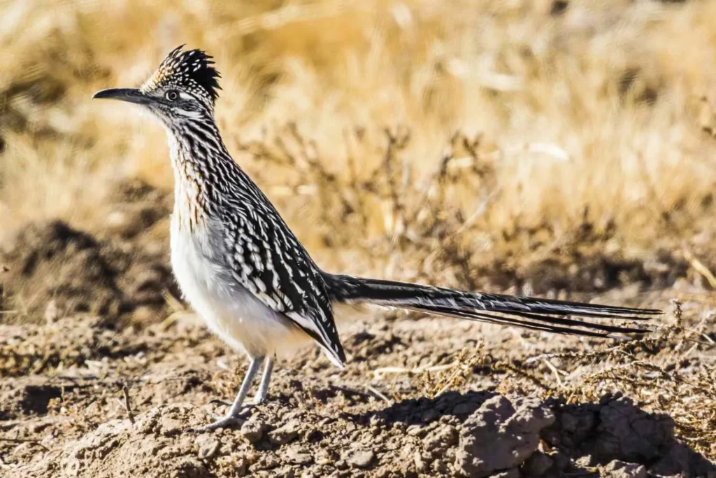 desert birds: Roadrunner