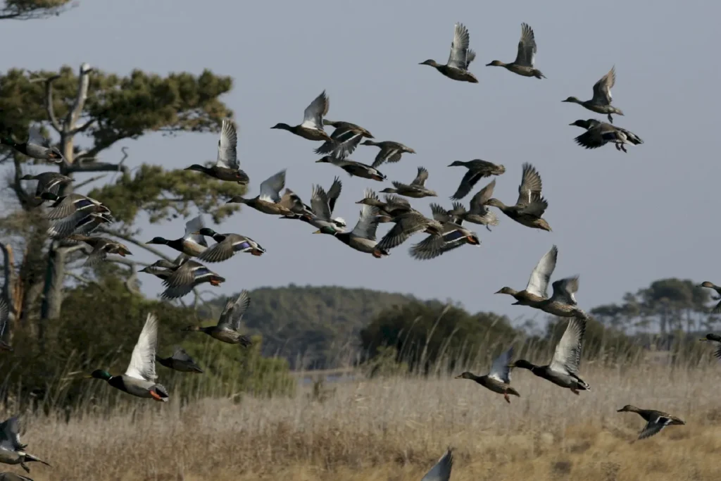 spain ducks: Migratory Patterns and Seasonal Movements