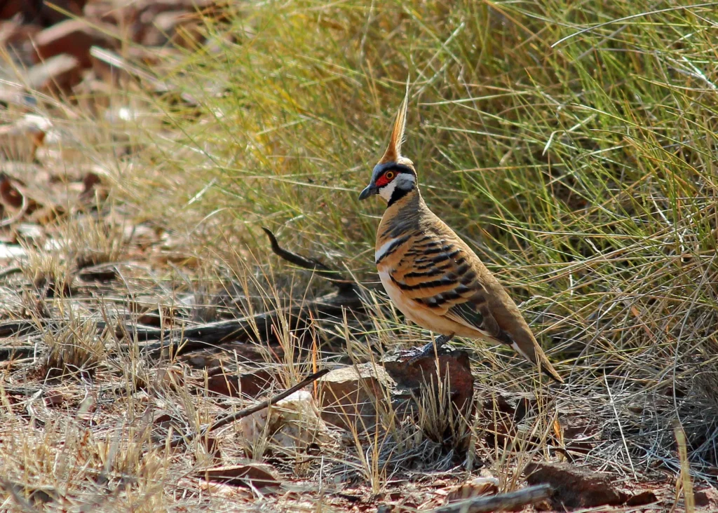 desert birds: spinifex pigeon