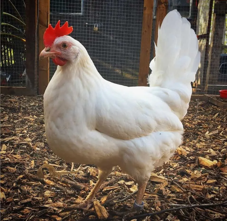 white-egg-laying Leghorn