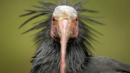 15 Ugliest Birds That Prove Beauty Isn't Everything