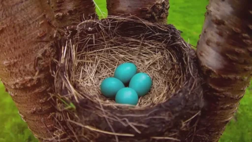 8 Common Birds That Lay Blue Eggs