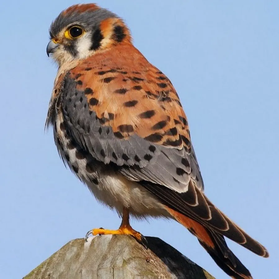 American Kestrel