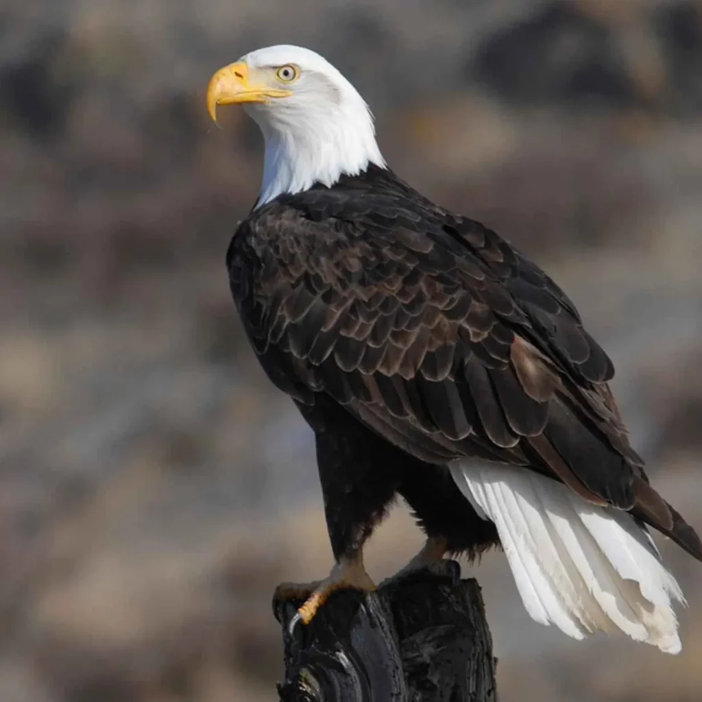 Bald Eagle