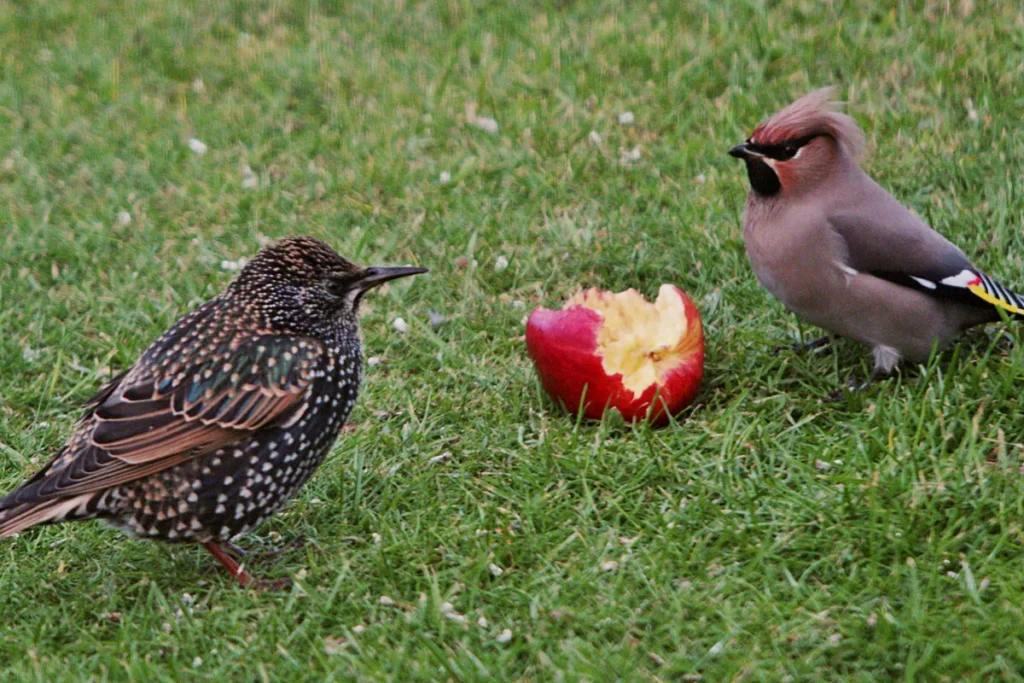 Beyond Bananas: Alternative Fruits for Birds