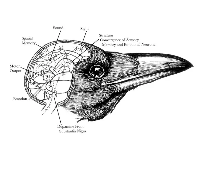 Bird Brain Structure and Cognition